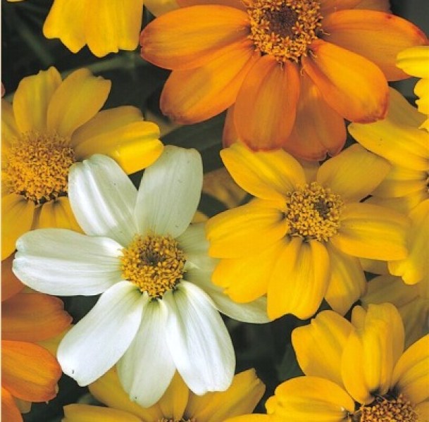 zinnia starbright mix